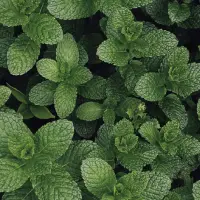 Mint scent relief balm
